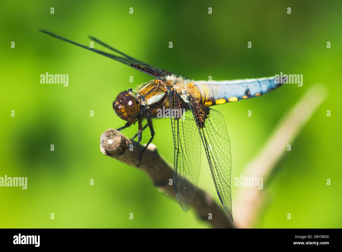 Breitkörperige Chaser Libelle auf einem Zweig sitzend Stockfoto