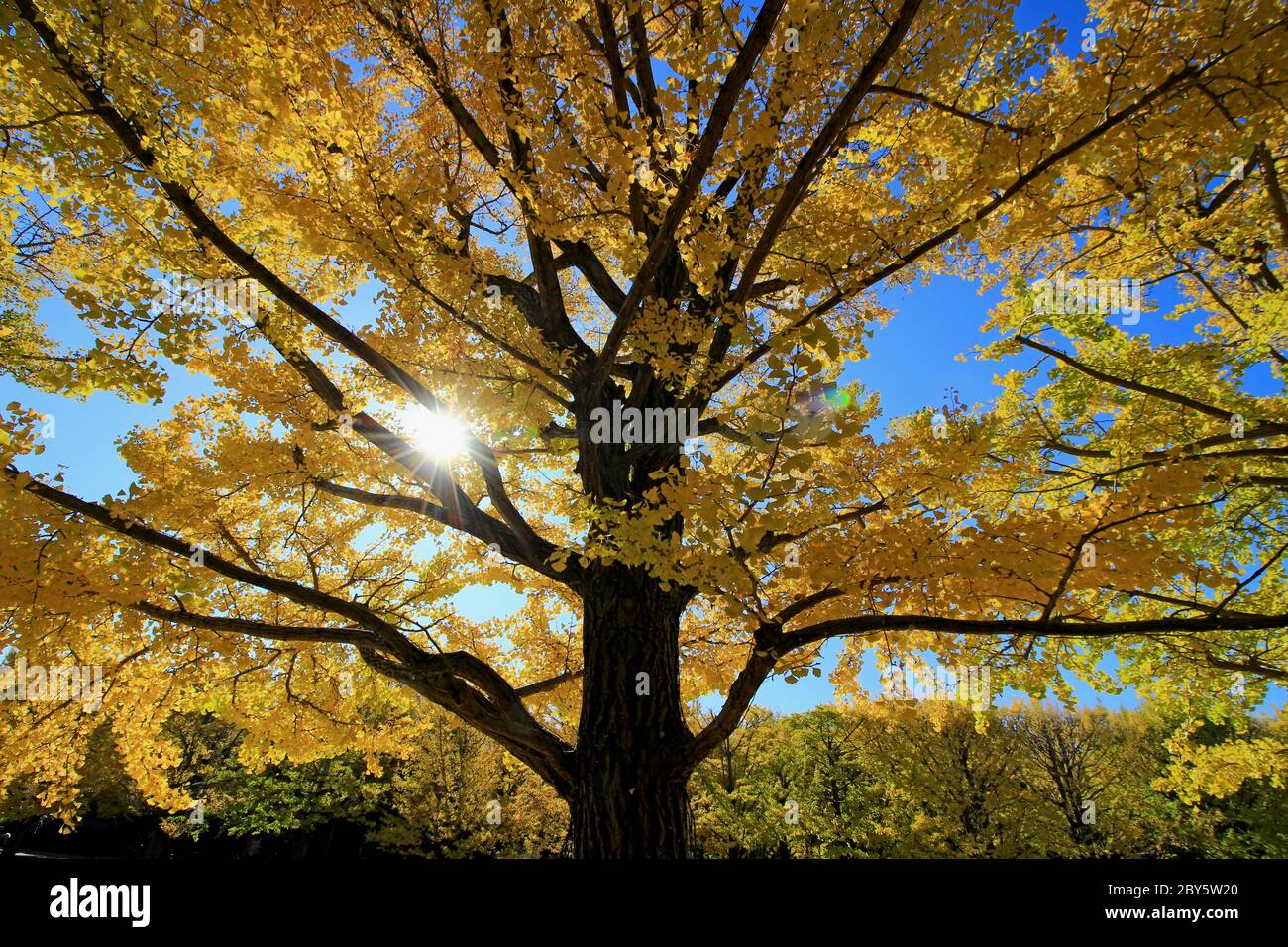 Blätter von gelben Ginkgo biloba Baum im Herbst mit goldenem Glühen in der Morgensonne Stockfoto