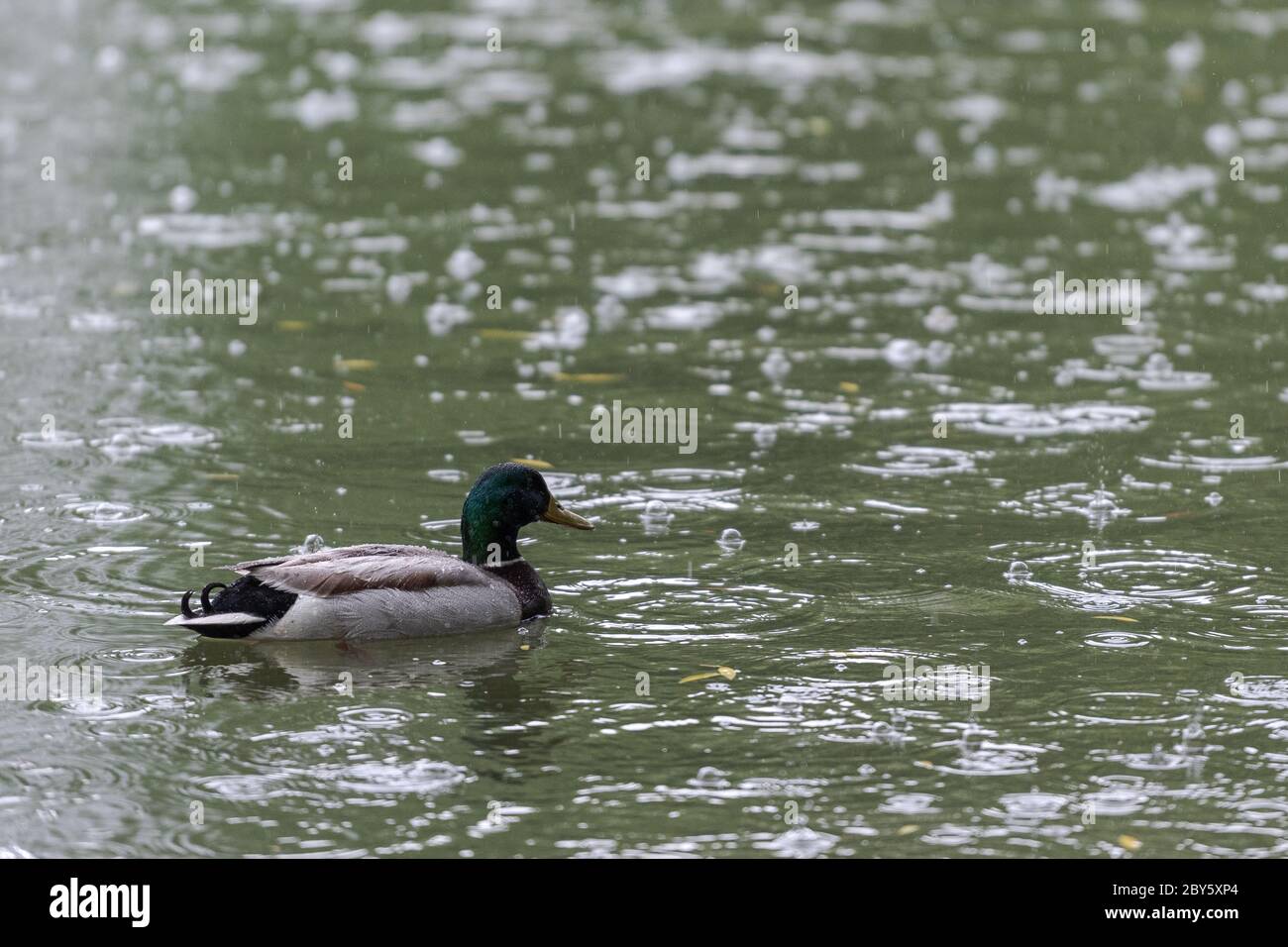Männliche Stockente schwimmen auf Teich im öffentlichen Park an regnerischen Tag Stockfoto