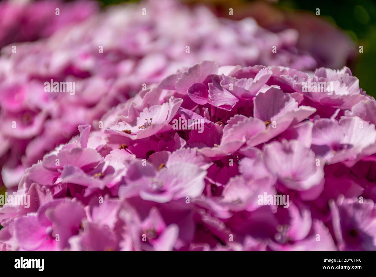 Nahaufnahme von violetten, magentafarbenen Hydrangea-Blumen Stockfoto