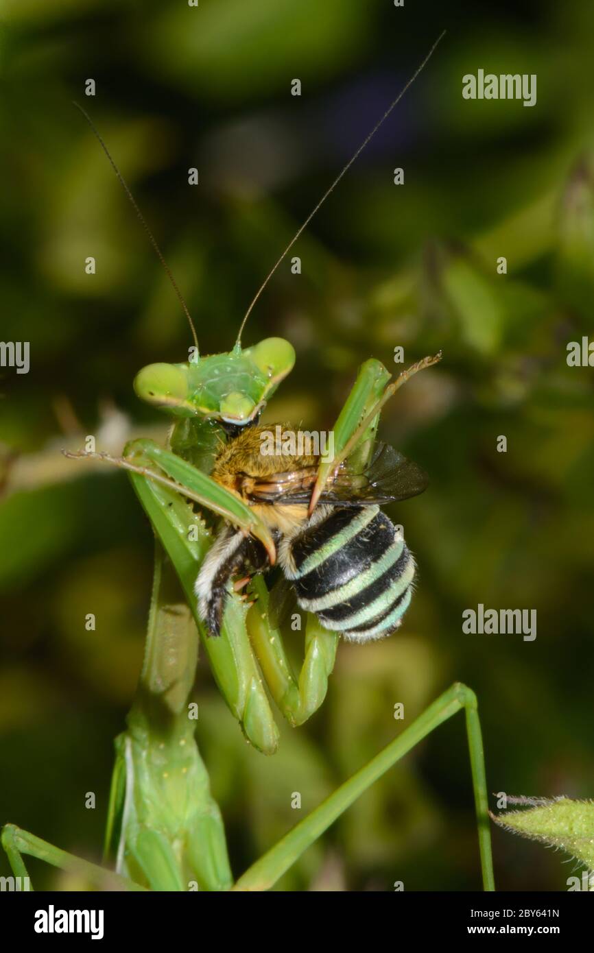 Mantis, die eine Biene mit blauen Beinen essen. Stockfoto