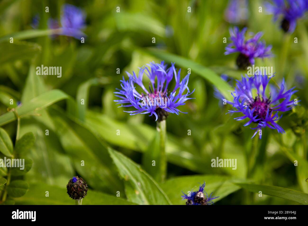 Magische blume kornblume centaurea cyanus Fotos und Bildmaterial in