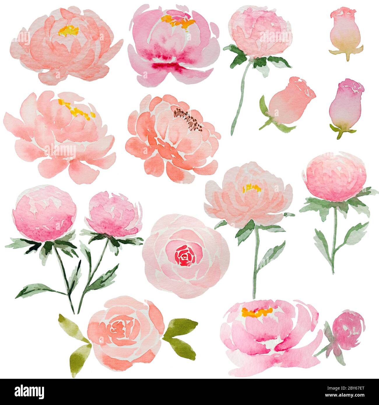 Set von rosa Aquarell Pfingstrosen und Rosen. Zarte Blüten, handgezeichnet, Knospen und blühend. Schöne Blumen für Karten. Stockfoto