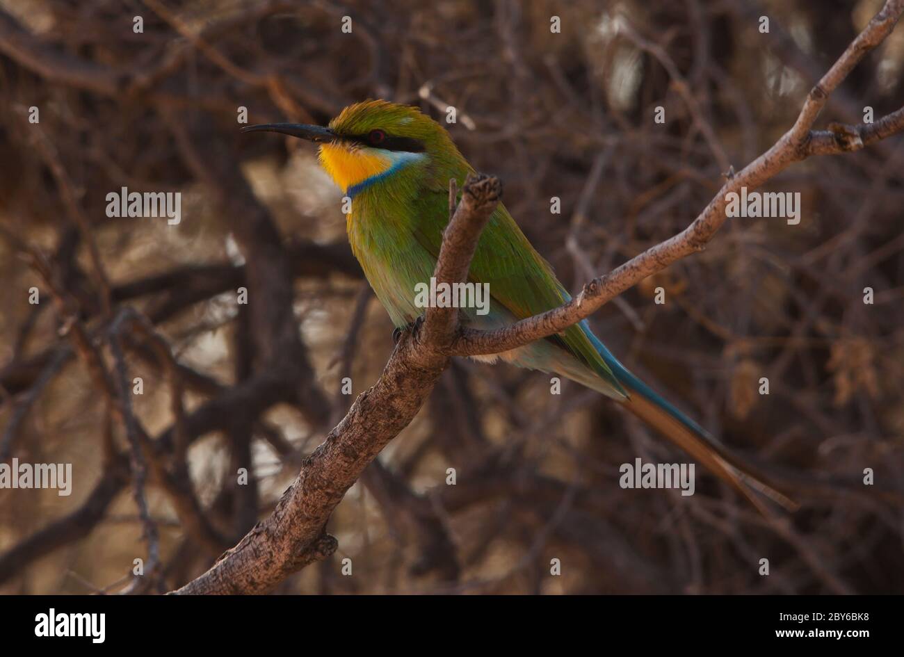 Schwalbenschwanz-Bienenfresser Merops hirundineus 4561 Stockfoto