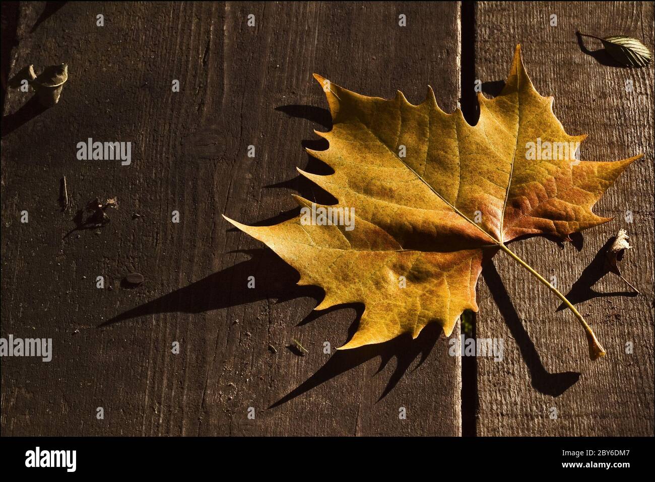 Ein Blatt im Herbst im Wald Stockfoto