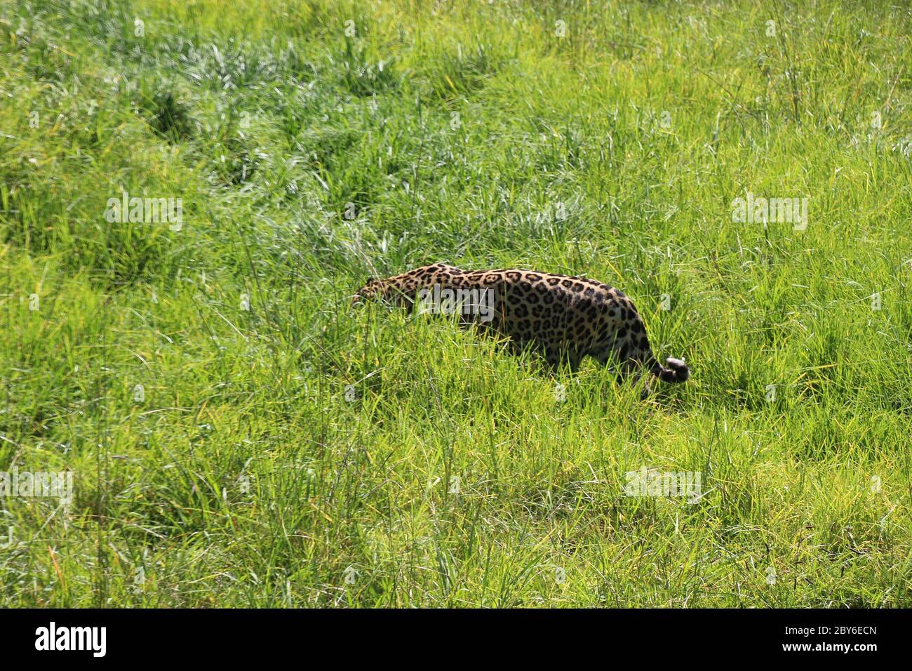 Ein schöner Leopard schllinkt durch das Gras. In Jukani Wildlife Sanctuary, in the Crags in der Nähe von Plettenberg Bay, Garden Route, Südafrika, Afrika. Stockfoto