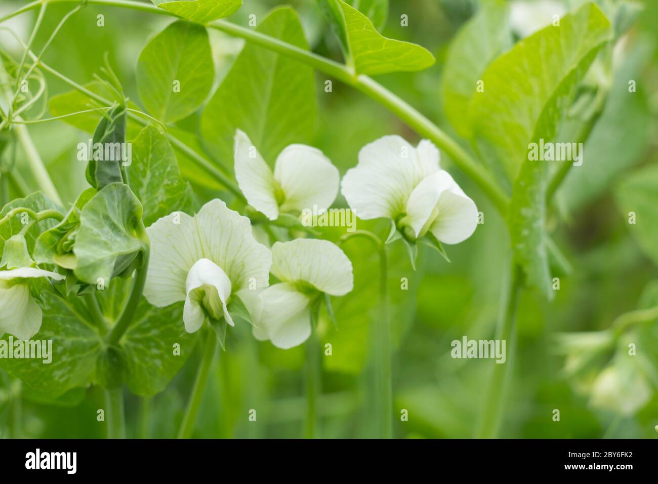 Die weißen Blüten der Erbsen auf den Erbsenpflanzen im Garten. Anbau von Erbsen im Freien. Selektiver Fokus auf eine Blume und verschwommen andere. Stockfoto