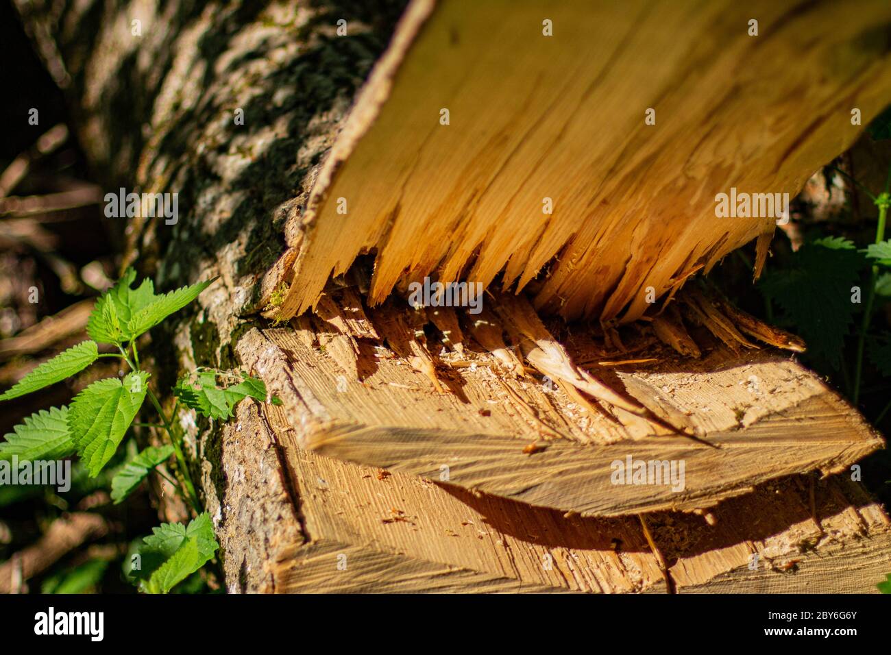 Holzsplitter auf einem geschnittenen Baumstamm Stockfoto