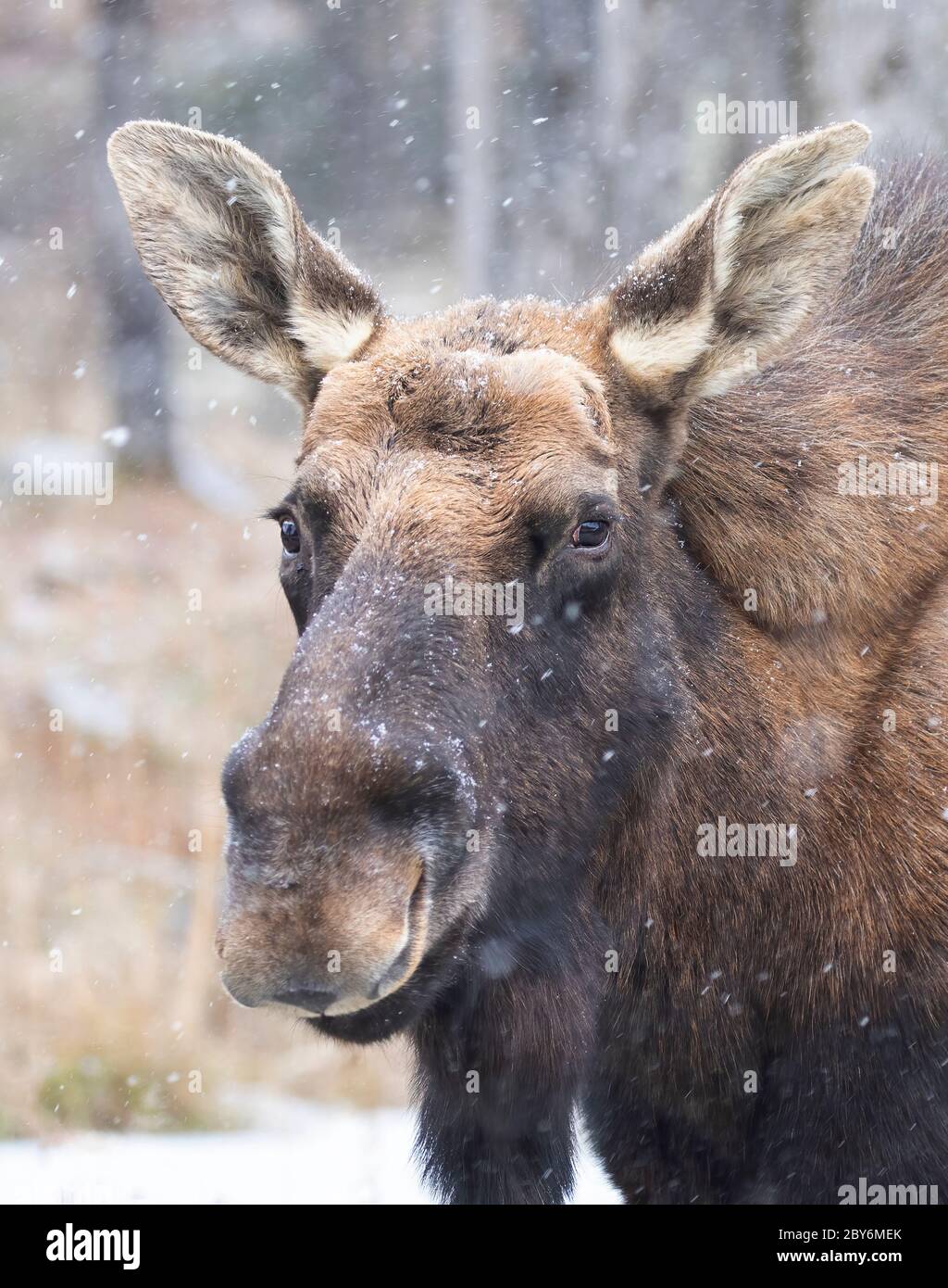 Bull Moose mit überschnittenen Geweih closeup im Wald mit Schnee in Kanada fallen Stockfoto