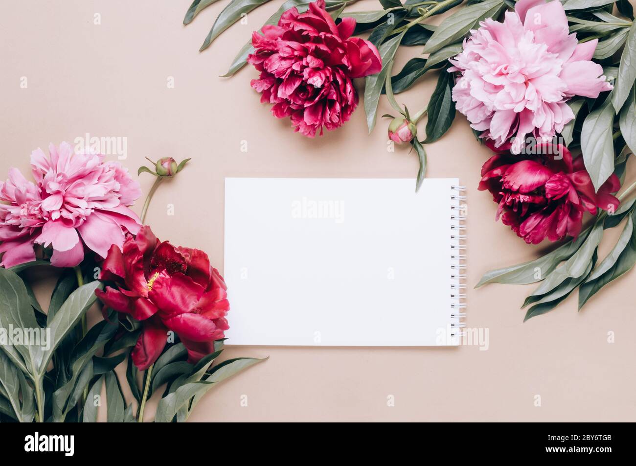 Notizbuch und Rahmen von schönen Pfingstrosen auf beigem Hintergrund. Frühling oder Sommer floralen Hintergrund. Stockfoto