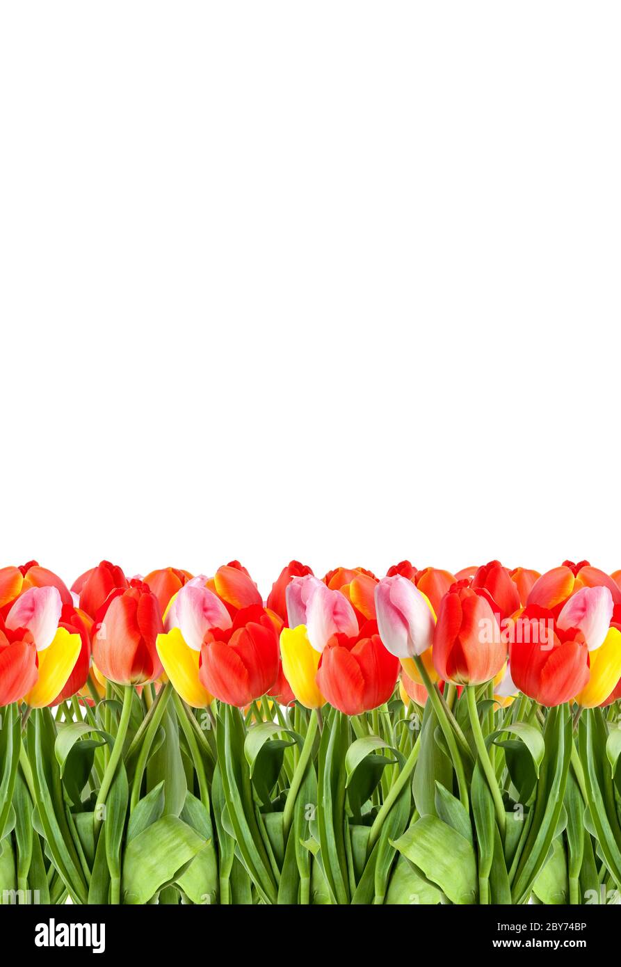 Reihe von Tulpen Stockfoto