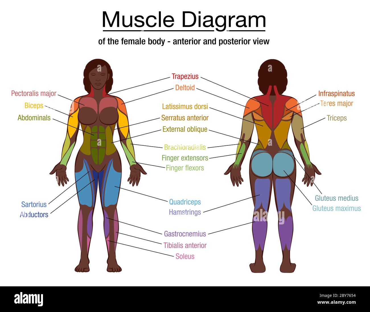 Muskeldiagramm, wichtigste Muskeln eines athletischen schwarzen Mannes, vordere und hintere Ansicht, männlicher Körper. Beschriftete Grafik auf weiß. Stockfoto