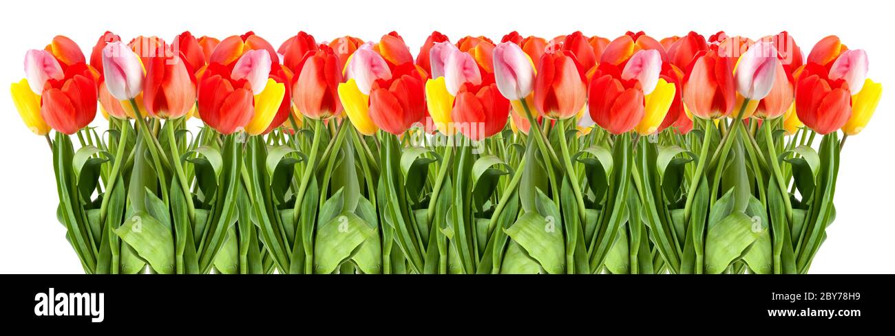 Reihe von Tulpen Stockfoto
