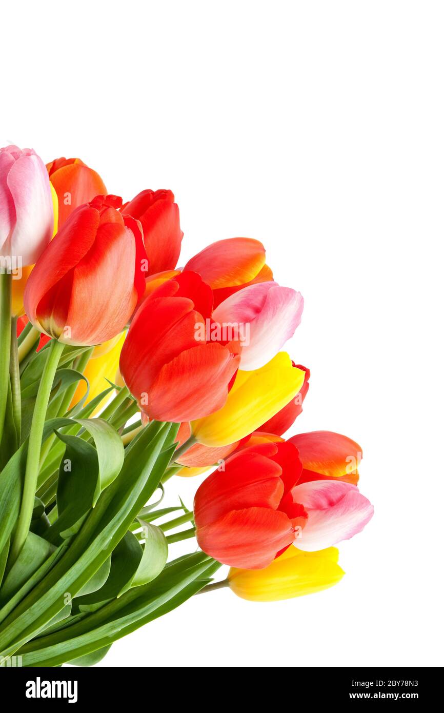 Reihe von Tulpen Stockfoto