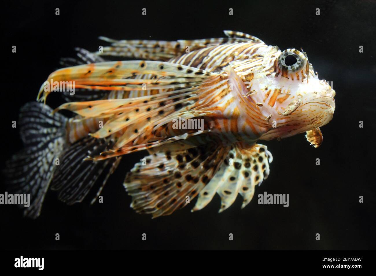 Feuerfische Zebrafisch unter Wasser Stockfoto