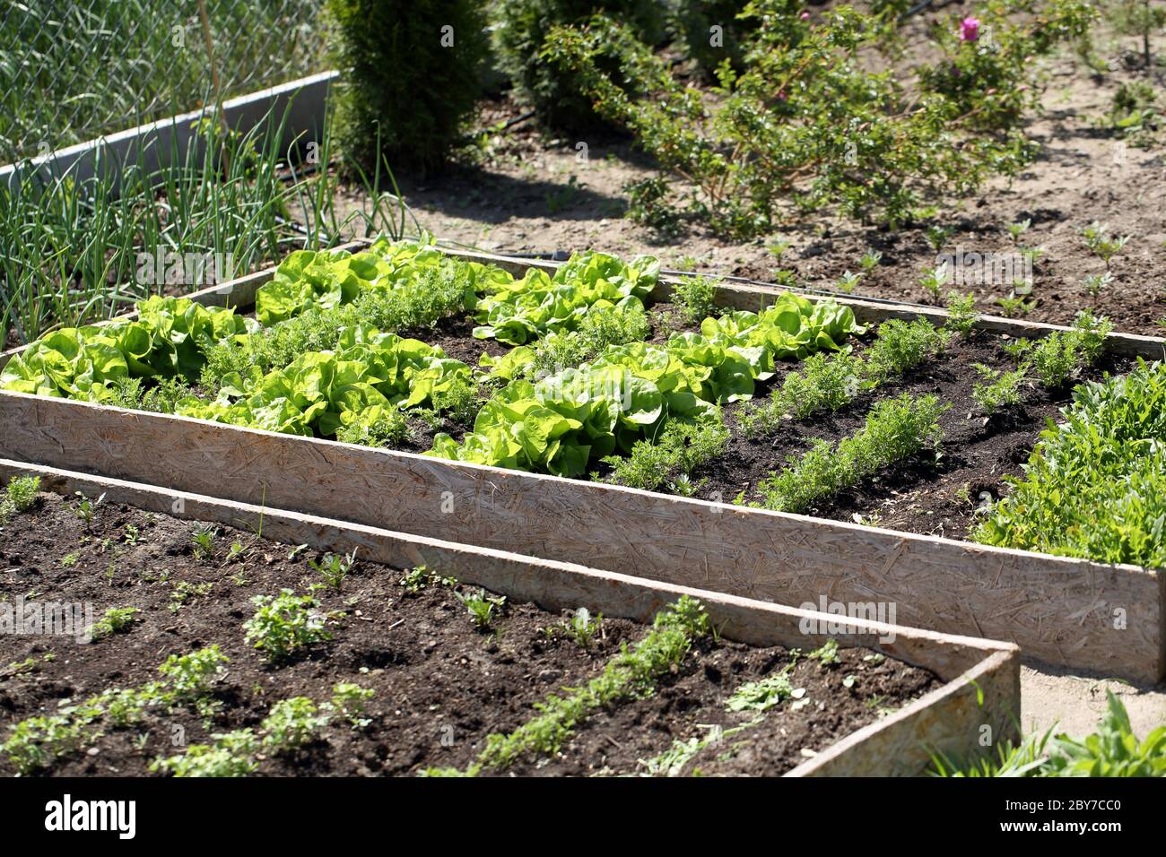 Frisches junges Frühlingsgemüse wächst auf einem Gartenbett in Holzkisten Stockfoto