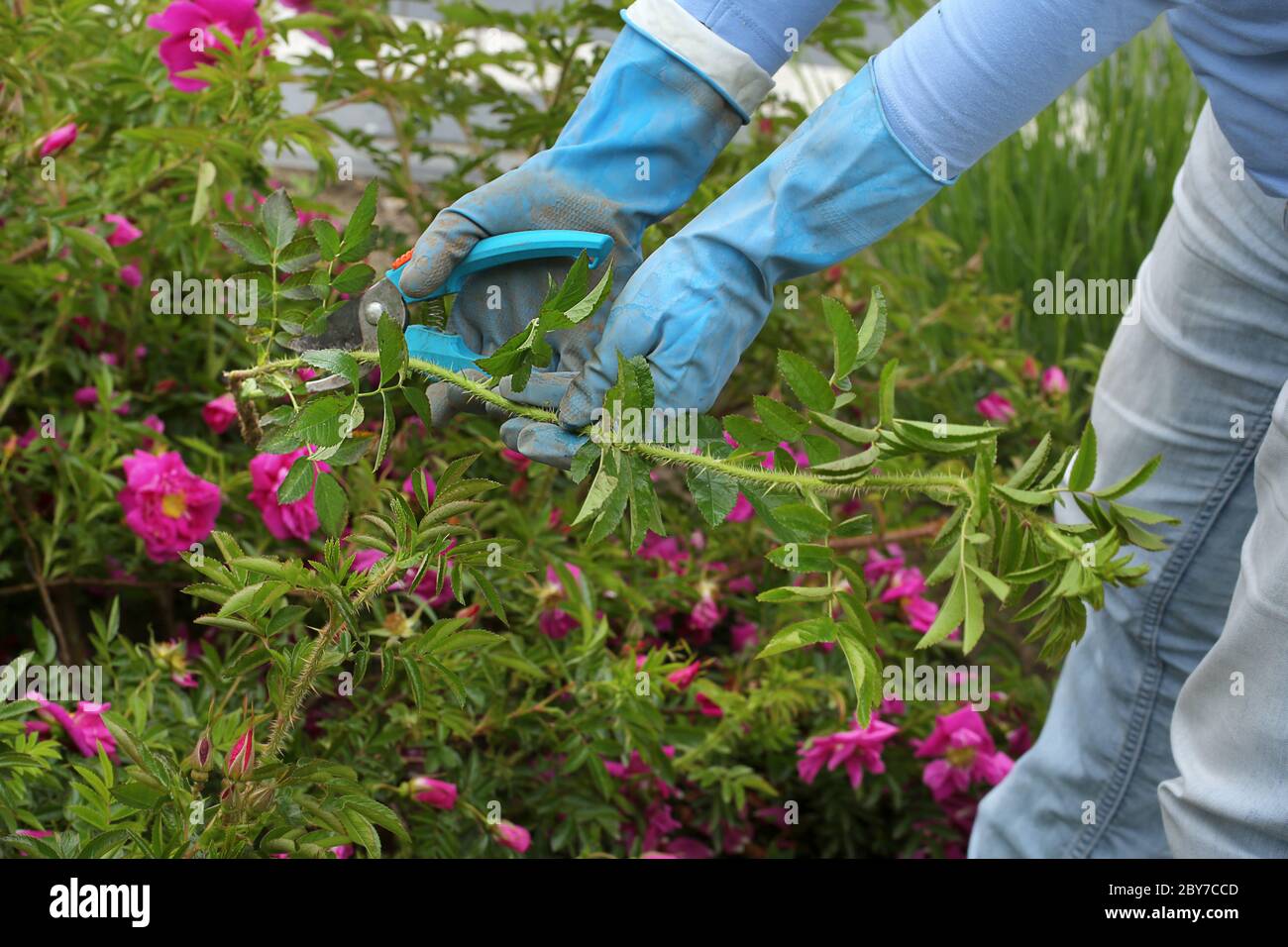 Frau schneidet eine wilde Kletterrose mit einer Beschneidschere Stockfoto