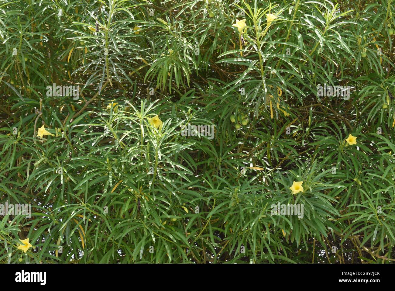 Gelbe Cascabela thevetia blühend mit Blättern, ist Thevetia peruviana giftige Pflanze als Zierpflanze kultiviert.ist relativ zu Nerium Oleander, Glückssnuss Stockfoto