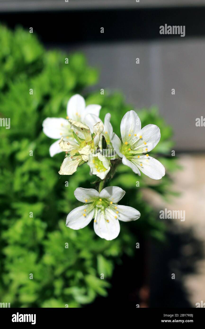 Winzige weiße blühende Blumen Stockfoto