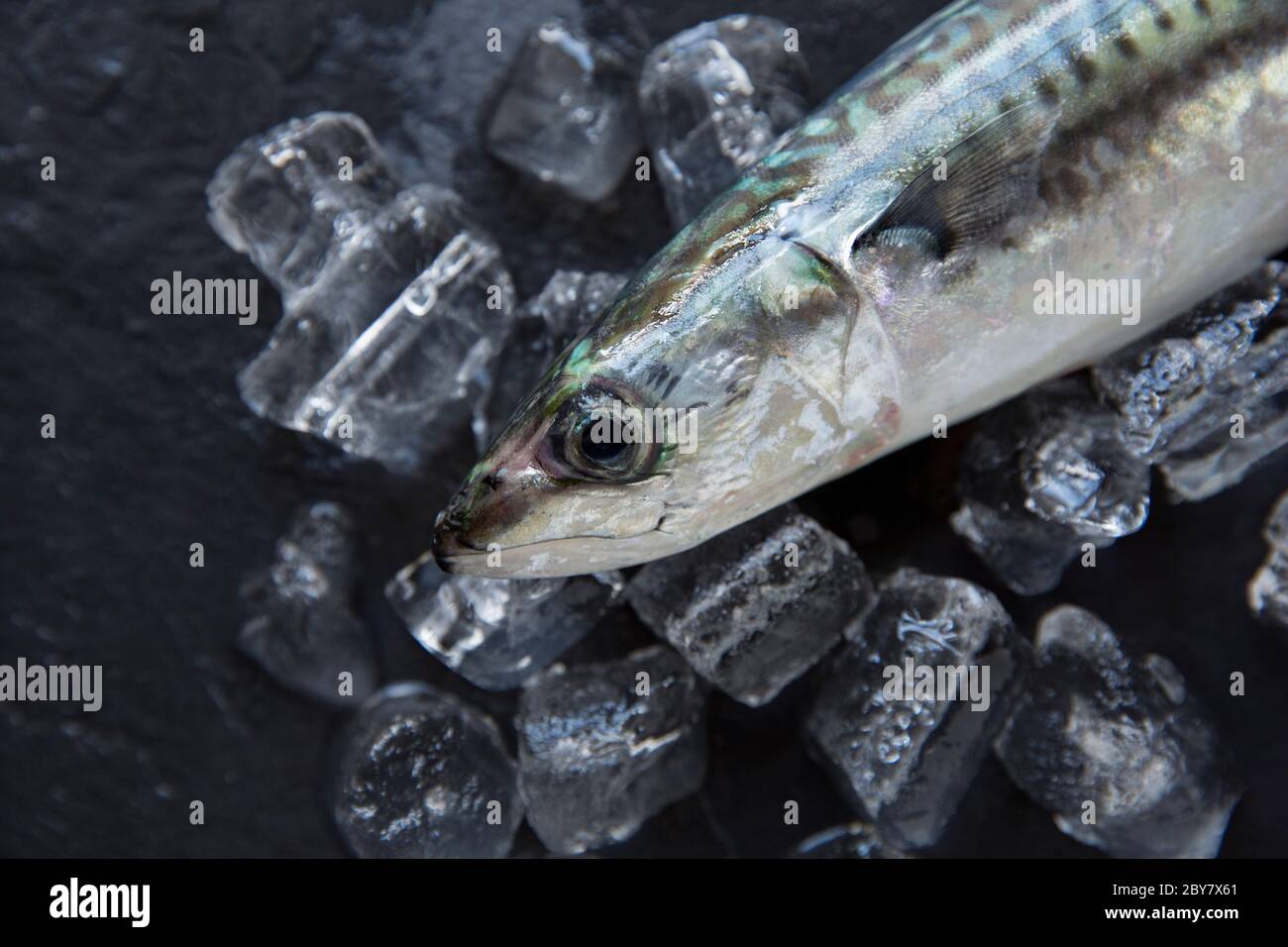 Eine rohe, ungekochte Makrele, Scomber scombrus, die vom Chesil Beach in Dorset mit Rute und Linie gefangen wurde. Präsentiert auf Eis und einem dunklen Schieferrücken Stockfoto