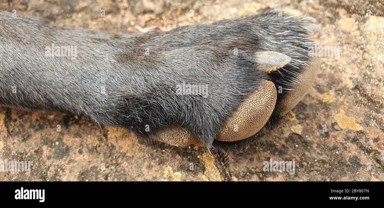 Die Fingerspitzen der Hundepfoten Stockfoto