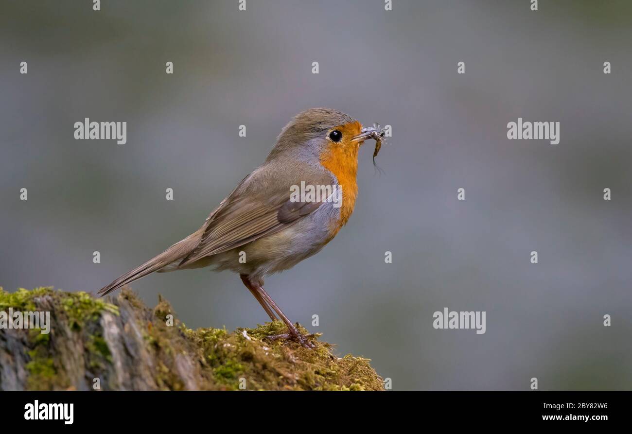 Seitenansicht Nahaufnahme des wilden UK Robin Vogel (Erithacus rubecula) isoliert im Freien Barschen in Wald, mit Insekten im Schnabel. Stockfoto