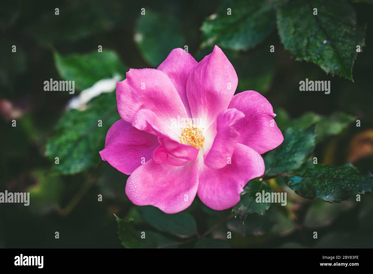 Kleine Rosa Rose mit ihren Kronblättern, die von Tau bedeckt sind Stockfoto