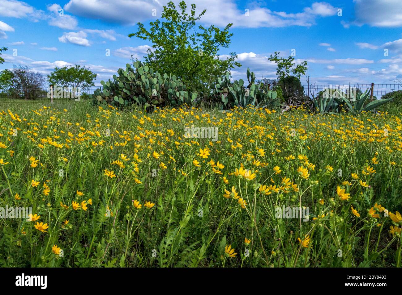 Engelmannia peristenia, Engelmanns Daisy, Hill Country, Texas, USA, Schnabeldaisy, Frühling, Wildblumen Stockfoto