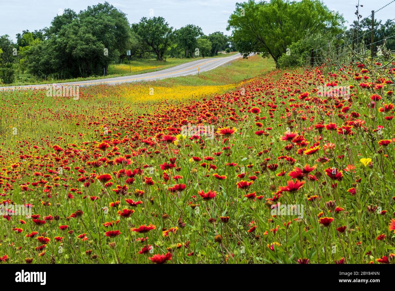 Gaillardia pulchella, Hill Country, Texas, USA, indische Decke, Frühling, Wildblumen Stockfoto