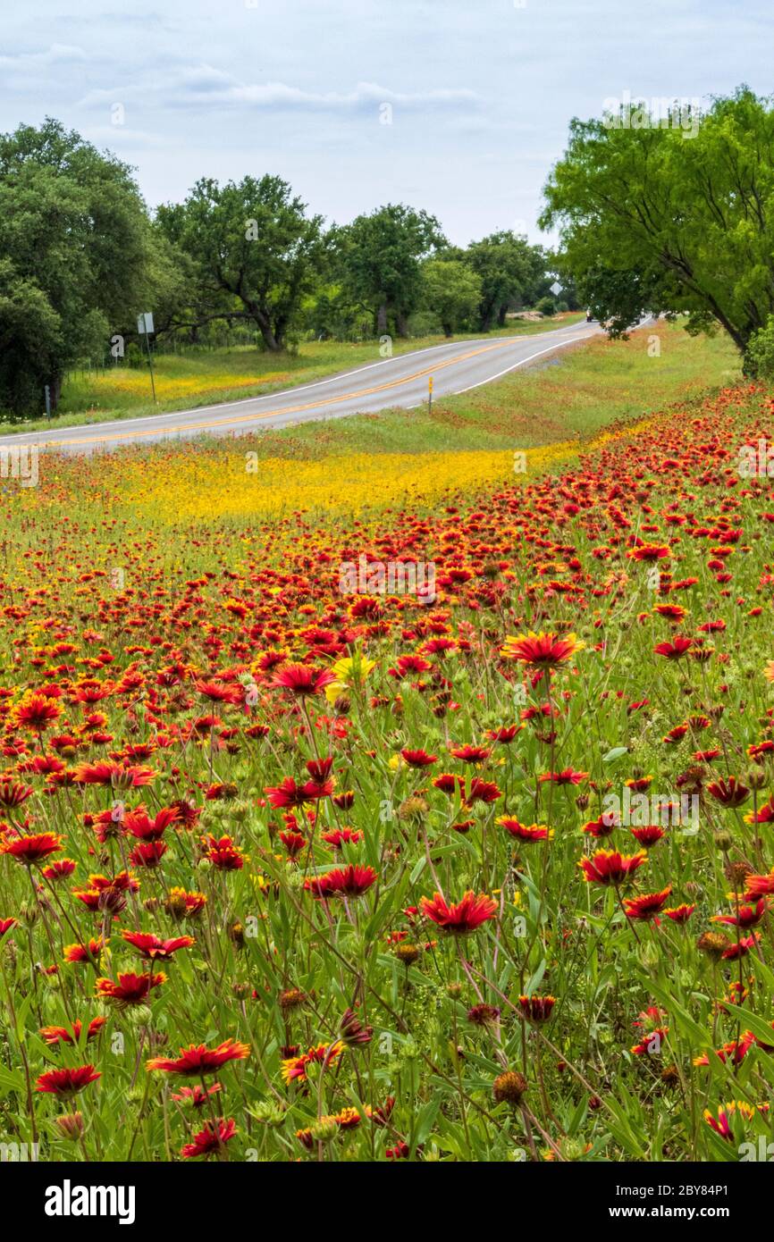 Gaillardia pulchella, Hill Country, Texas, USA, indische Decke, Frühling, Wildblumen Stockfoto