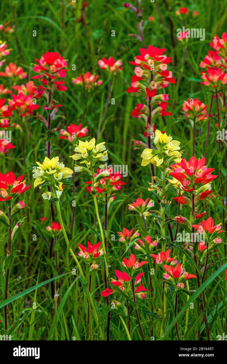 Castilleja indivisa, Ennis, Texas, USA, indische Pinsel, rot, Frühling, Wildblumen, gelb Stockfoto