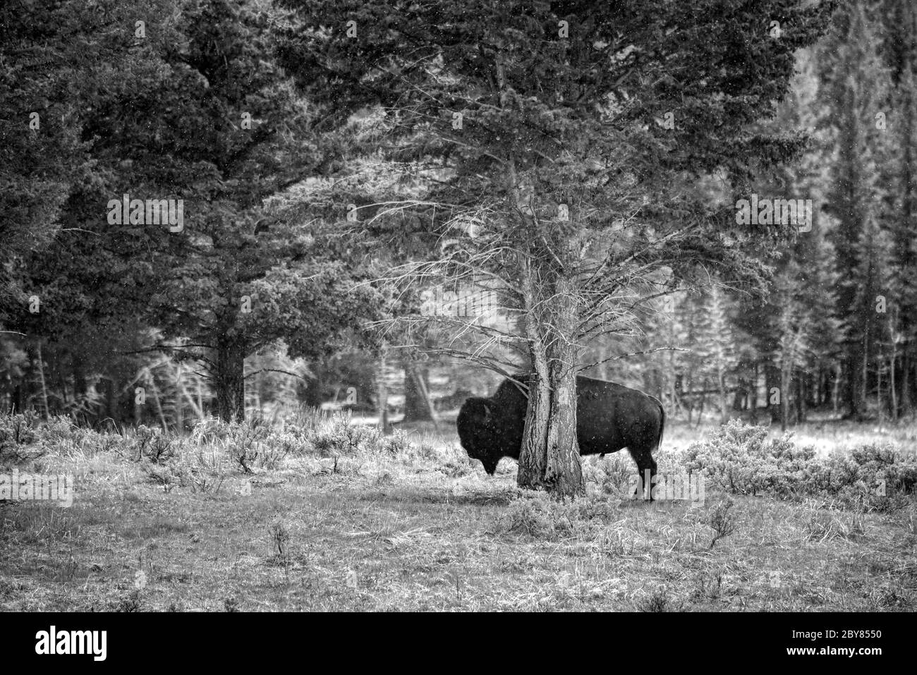 USA, Rocky Mountains, Wyoming, Yellowstone, Nationalpark, UNESCO, Weltkulturerbe, Bison und Schneegestöber Stockfoto