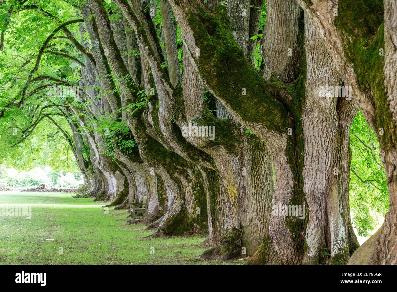 Frankreich, Cher, Berry, Route Jacques Coeur, Bruere Allichamps, zisterzienserabtei Noirlac, Anordnung der bemerkenswerten Terzentenjahrslinde (Tilia) // Fran Stockfoto