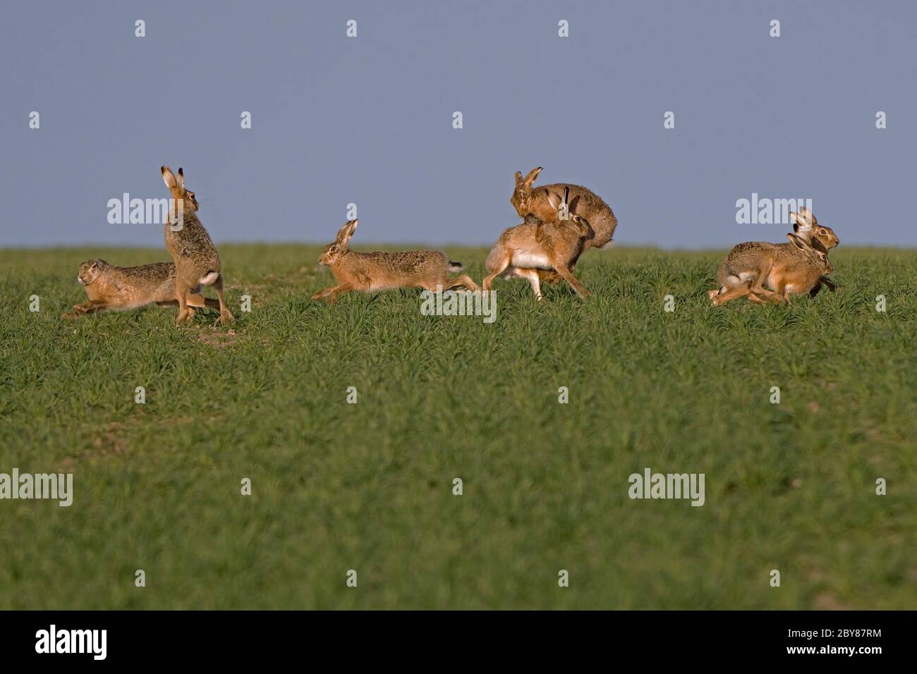 Hasen-Lepus europaeus. Feder Stockfoto