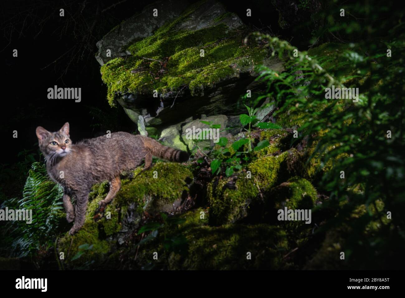 Europäische Wildkatze in schöner Natur Lebensraum. Wildes Tier im Wald. Felis silvestris. Wildes eurasisches Tier. Europäische Tierwelt. Wildkatzen. Stockfoto