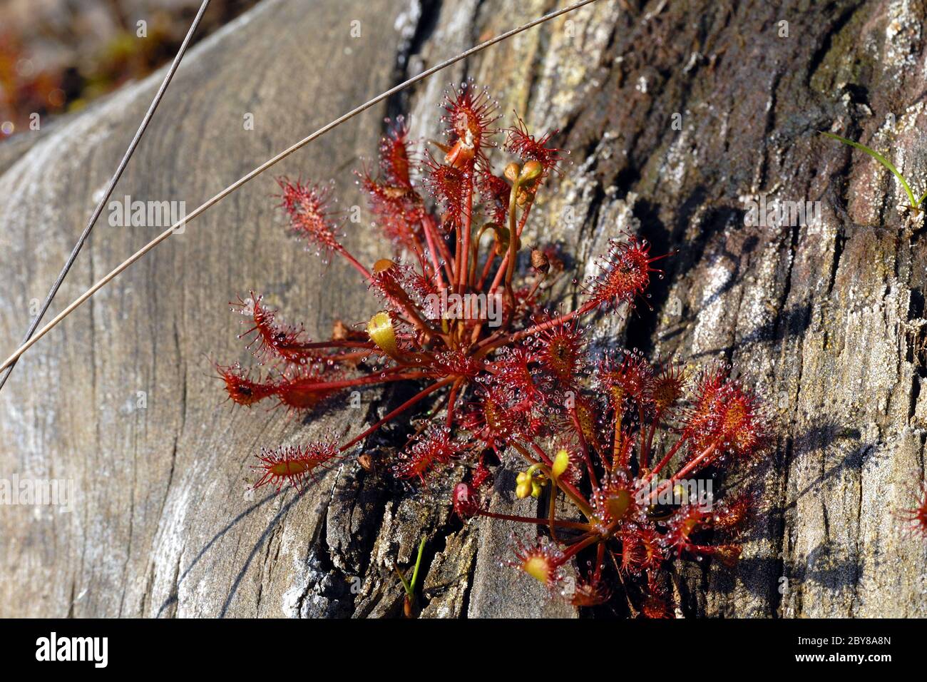 Drosera rotundifolia Stockfoto