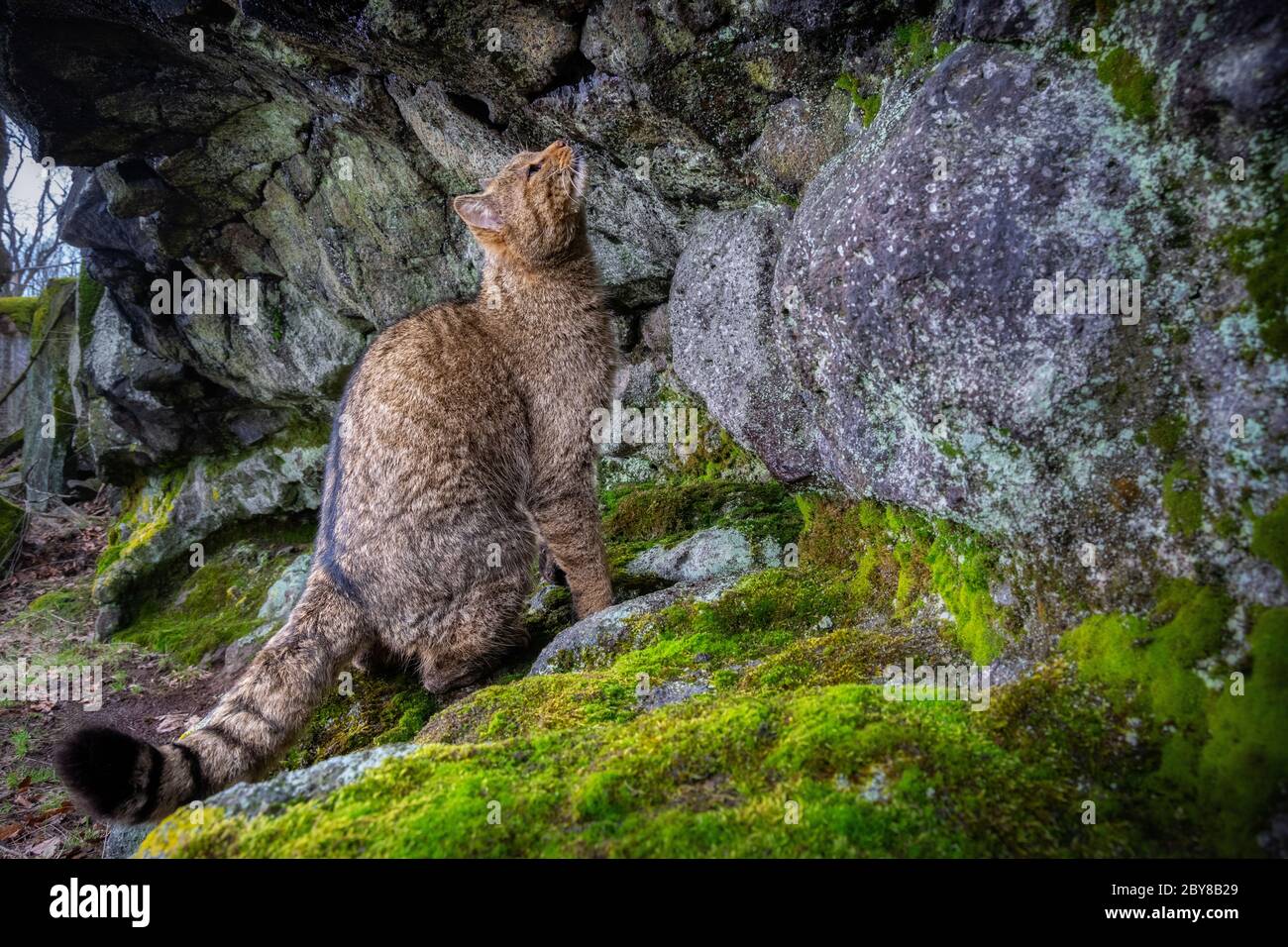 Europäische Wildkatze auf der Markierungsstelle in Tschechien Stockfoto