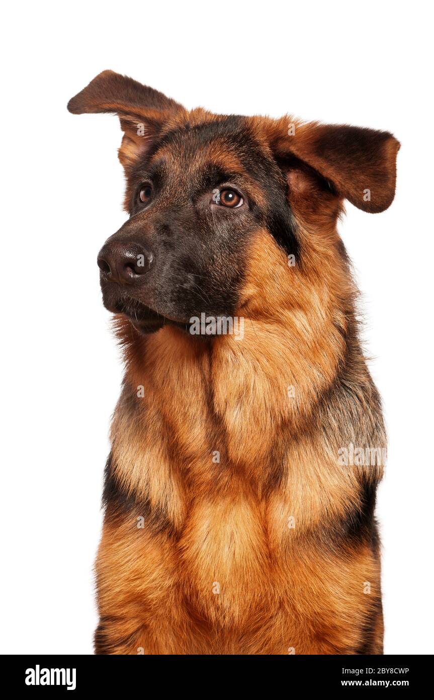 Deutscher Schäferhund Stockfoto