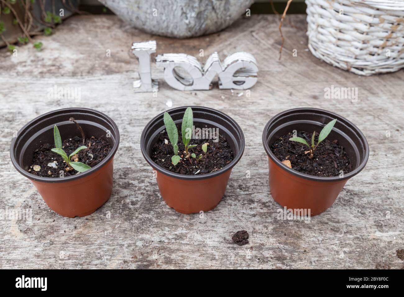 Junge Pflanzen wachsen, nachdem sie sich mit Liebe auf einem Tisch im Garten gesät haben Stockfoto