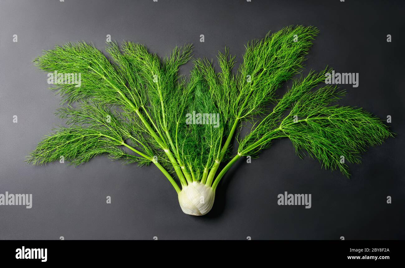 Frisches ganzes Fenchel Gemüse, wie es wächst, mit Stielen und leuchtend grünen Blättern auf dunklem Hintergrund, Studio-Aufnahme Stockfoto