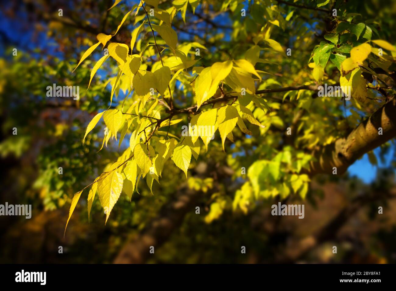 Leuchtend gelbe Blätter auf einem Zweig in einem Park vor dunkel verschwommenem Hintergrund, mit weichem Glühen-Effekt im Sonnenlicht Stockfoto Leuchtend gelbe Blätter auf einem Zweig in einem Park vor dunkel verschwommenem Hintergrund, mit weichem Glühen-Effekt im Sonnenlicht Stockfoto