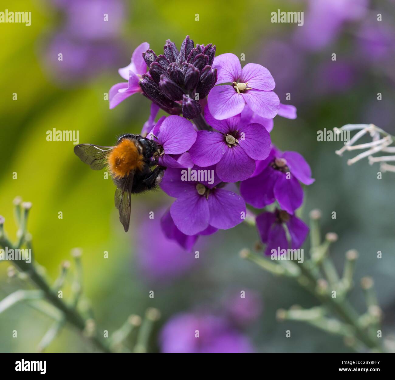 Nahaufnahme einer Hummel, die Honig von einer lila blühenden erysimum-Wandblume auf einem verschwommenen grünen Hintergrund sammelt Stockfoto