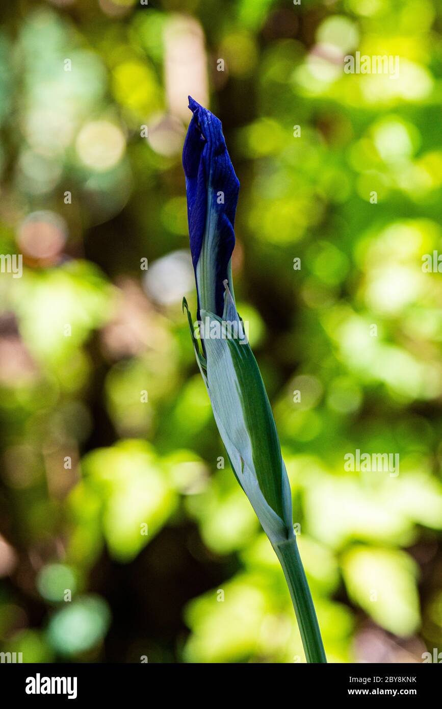 Eine Blütenknospe einer bunten japanischen Iris (Iris laevigata 'Variegata') Stockfoto