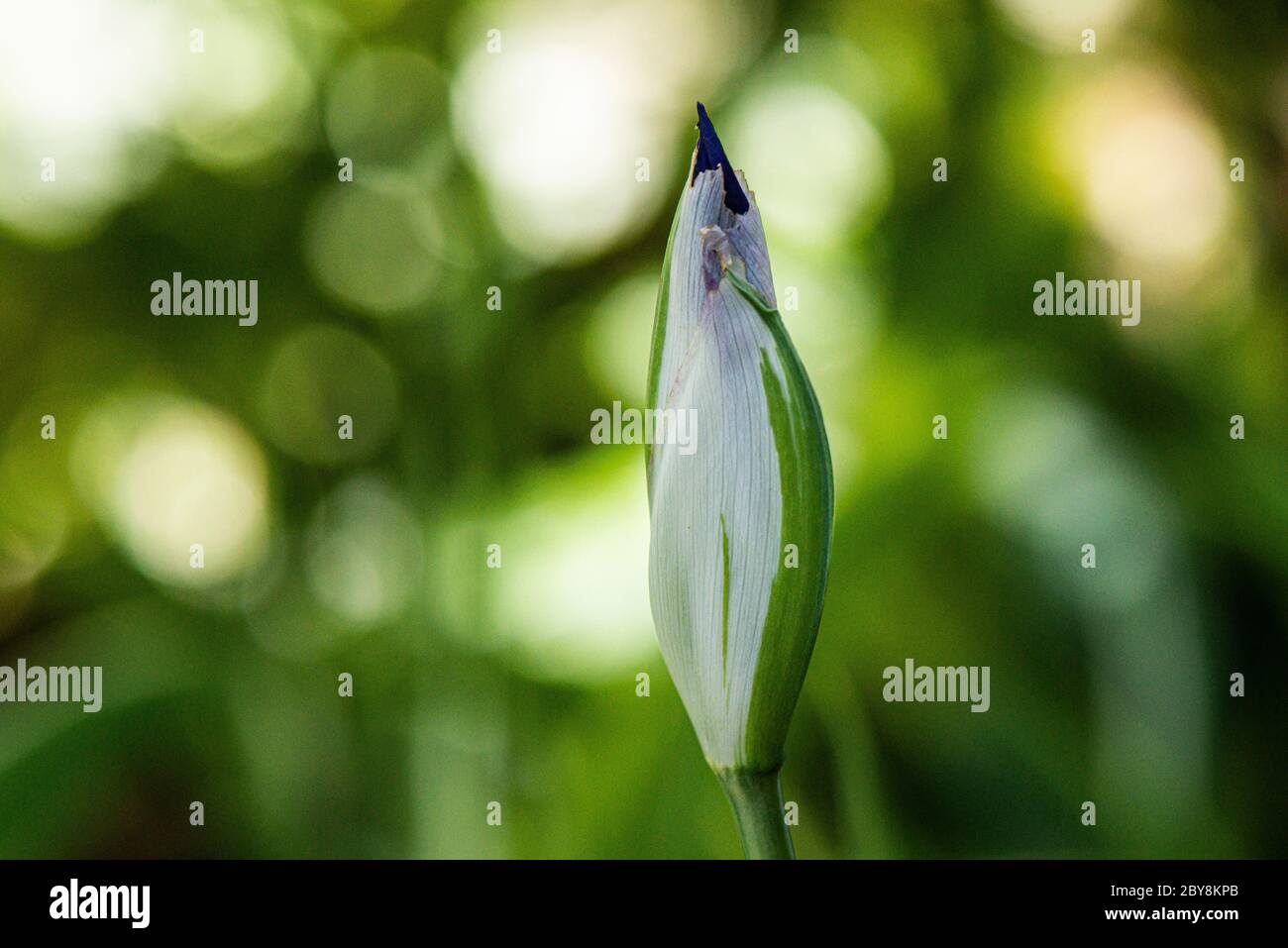 Eine Blütenknospe einer bunten japanischen Iris (Iris laevigata 'Variegata') Stockfoto