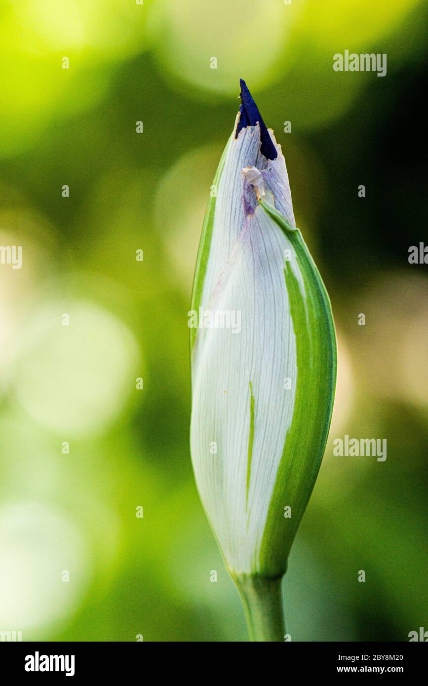 Eine Blütenknospe einer bunten japanischen Iris (Iris laevigata 'Variegata') Stockfoto
