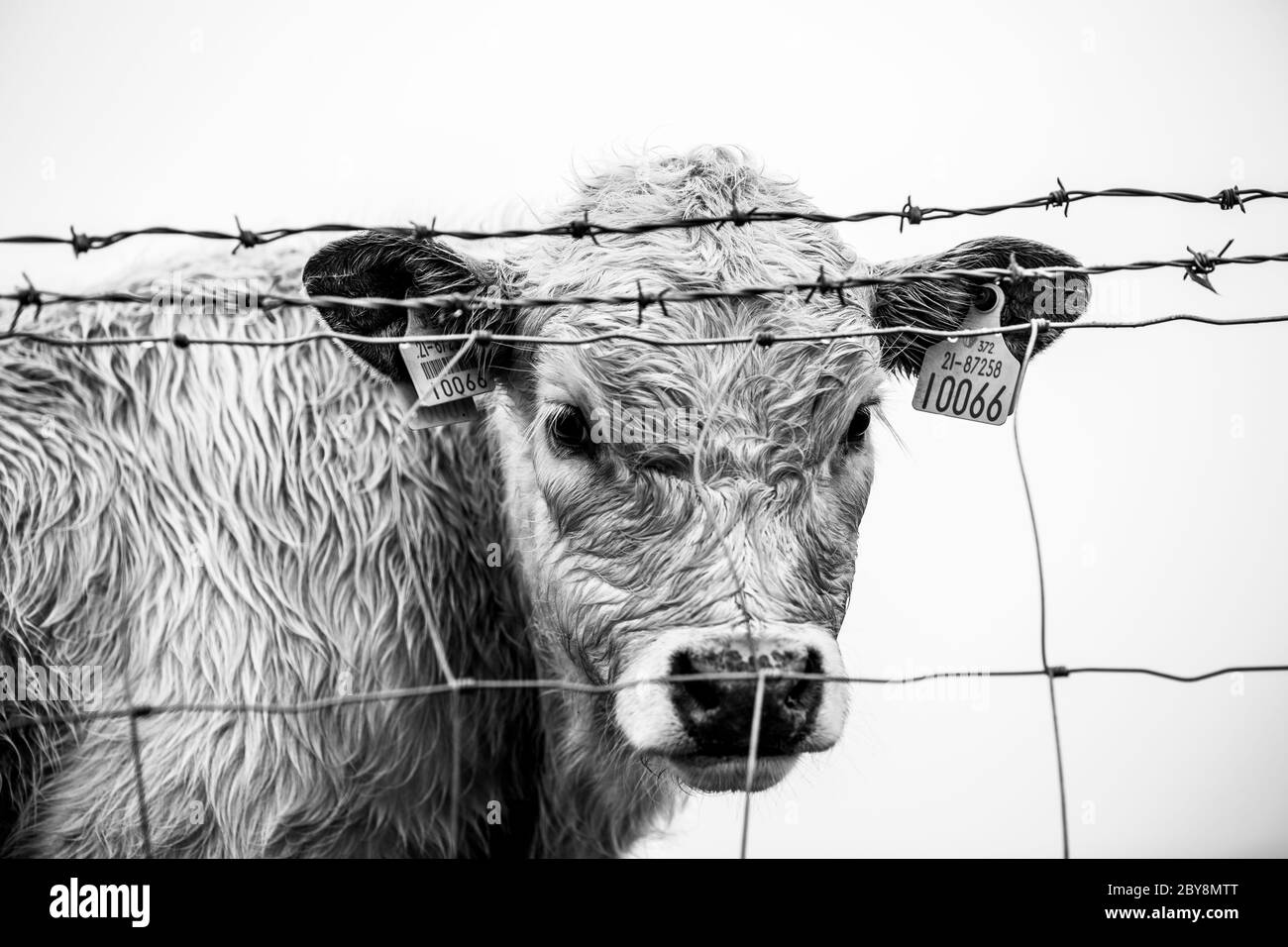 Kalb hinter Wired Zaun, County Galway, Irland Stockfoto
