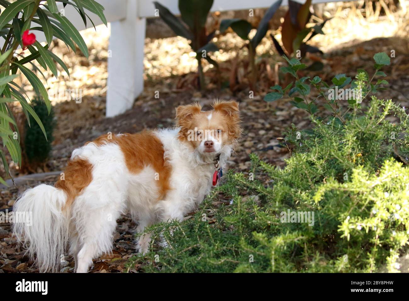 Hund erkundet Garten im Urlaub Stockfoto