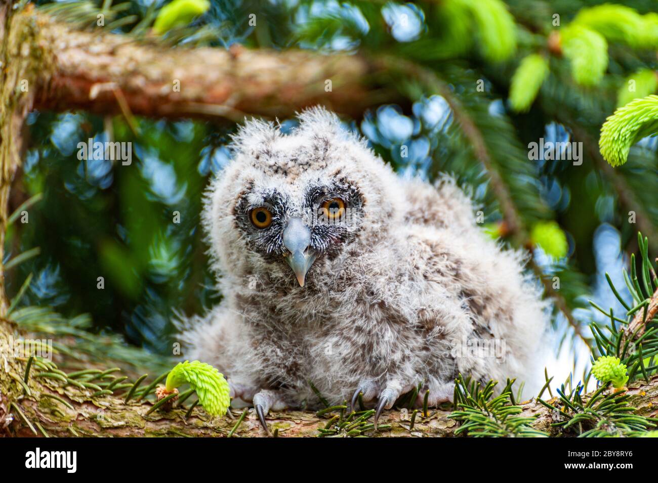 Eine kleine Langohreule sitzt auf einem Ast im Wald. Baby-Langohreule im Wald Stockfoto