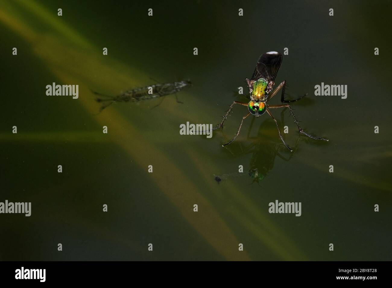 Grüne langbeinige Fly Stockfoto