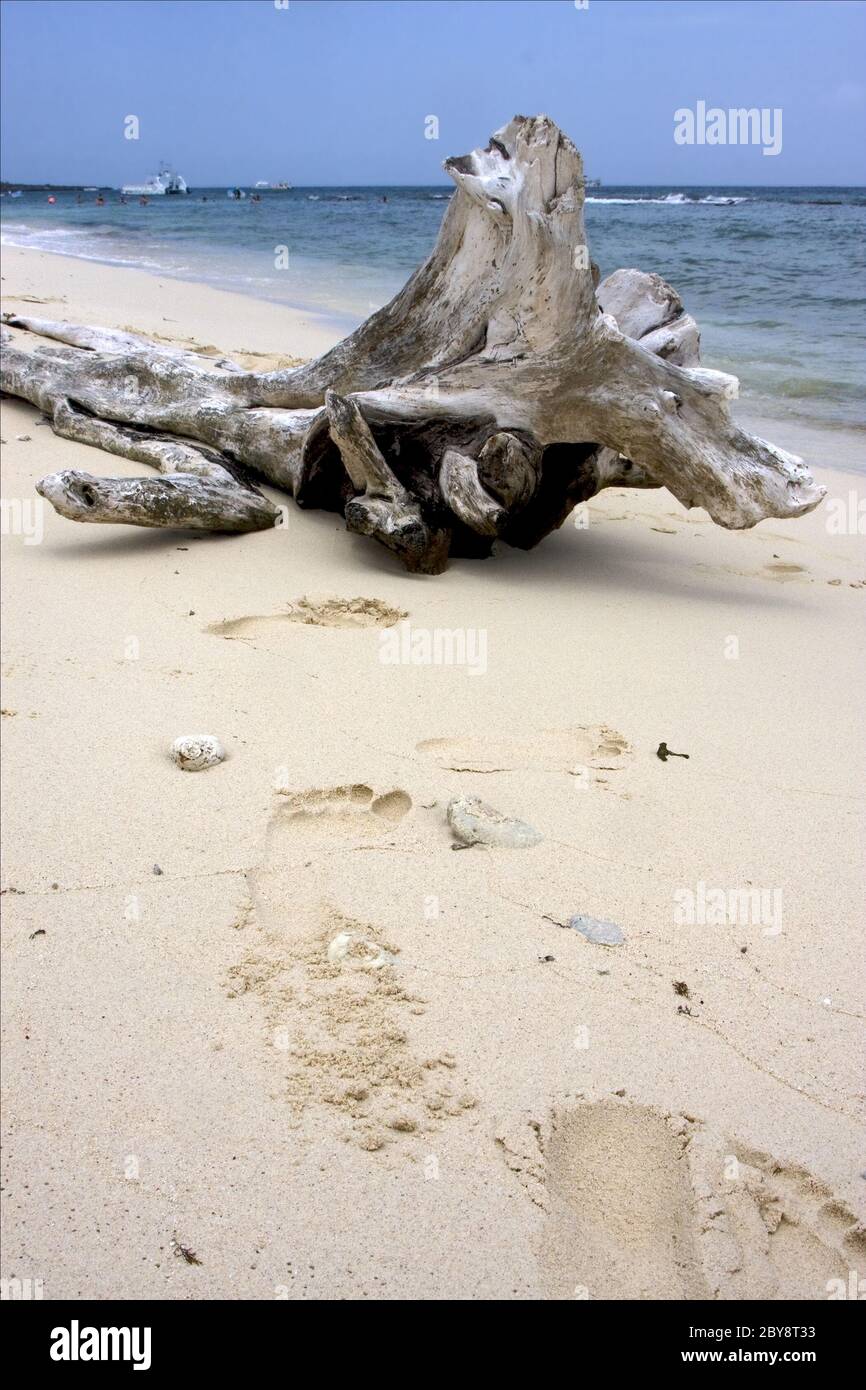 Boot Menschen und Baum in republica dominicana Stockfoto